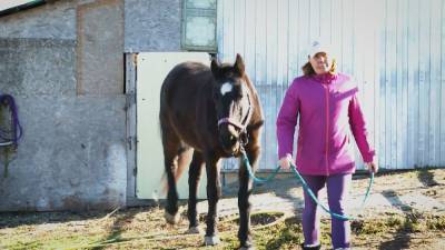 Пожилого коня Петю от бойни спасла жительница Новороссийска.