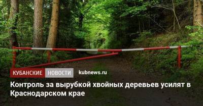 Контроль за вырубкой хвойных деревьев усилят в Краснодарском крае