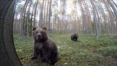 Еще два медвежонка отправились из Тверской области в родные леса