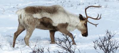 Национальные парки Карелии Архангельской области создадут коридор для оленей