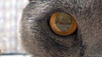 В Магнитогорске кот разворотил медцентр