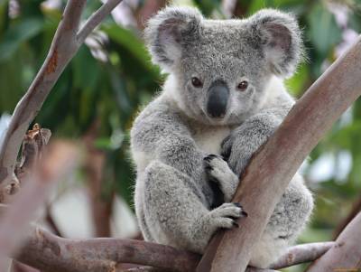 В Австралии коала пробралась в дом и вылезла на новогоднюю елку – курьезное видео