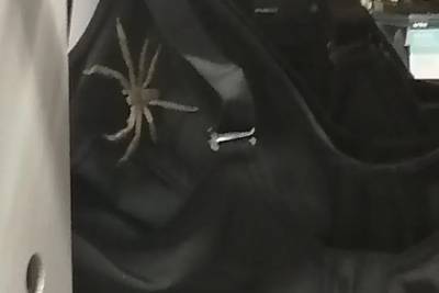 Женщина пришла в магазин за бельем и обнаружила гигантского паука в бюстгальтере