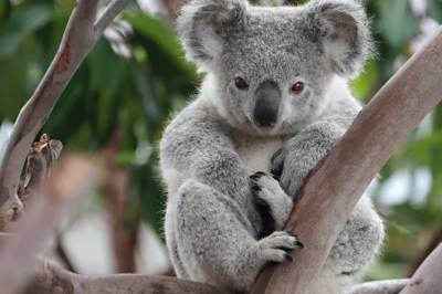 В Австралии коала пробралась к людям и залезла на новогоднюю ель: видео милого животного