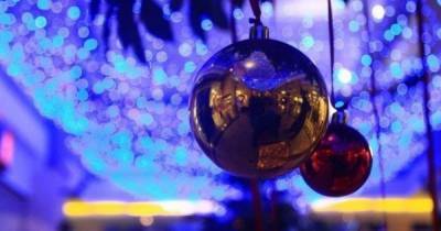 В Калининграде не будут ставить срубленные ели на Новый год