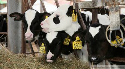 Неизвестный вирус убил более 70 коров в Прикамье
