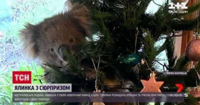 Незваный гость: австралийцы обнаружили на своей искусственные елки в доме испуганную коалу