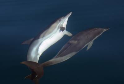«Роснефть» профинансировала масштабное исследование черноморских дельфинов