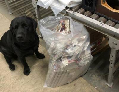 Вынюхал 500 пачек сигарет: служебный пес помог таможенникам найти контрабанду – фото