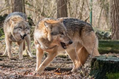 На Прикарпатье волки атакуют курортный поселок и животных