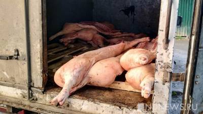 В Нижнем Тагиле введен карантин из-за заноса африканской чумы свиней