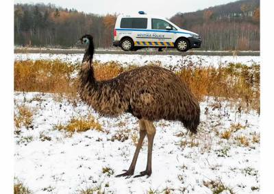 В Чехии полицейские два дня гонялись за страусом, но так и не поймали