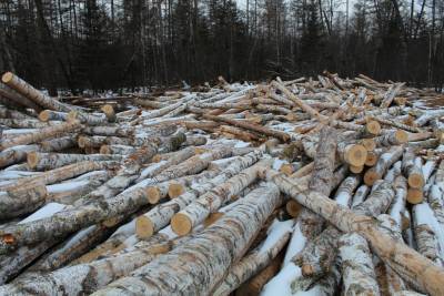 Ущерб более 3 млрд. Москвич организовал масштабную нелегальную вырубку древесины в Смоленской области