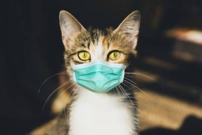 Первый случай заболевания домашней кошки COVID-19 выявлен в Швейцарии