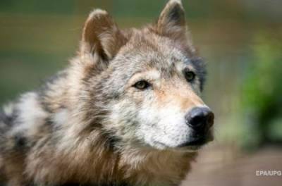 Жители Прикарпатья в ужасе: голодные волки вышли на тропу войны (ВИДЕО)