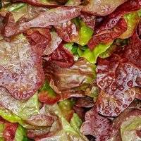 Липецкие «Елецкие овощи» планируют вложить в салатный цех 1,3 млрд рублей