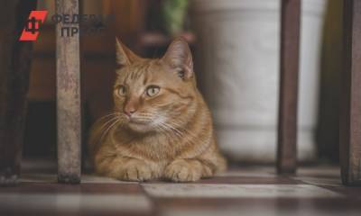 В Швейцарии у домашней кошки обнаружили COVID-19