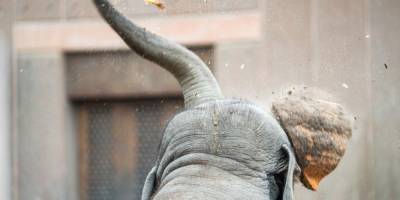 Намибия решила продать 170 живых слонов. Из-за роста популяции их раньше отстреливали