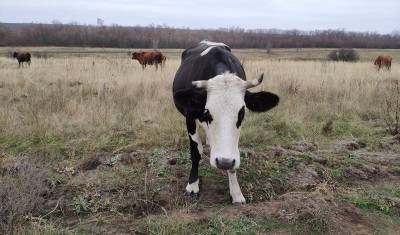 В Пермском крае от неизвестного вируса погибли десятки коров