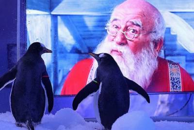В Лондонском аквариуме пингвинам показывали праздничные фильмы: реакция животных – милые фото