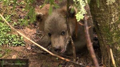 Медвежат-сирот Веню и Весту выпустили в лес после реабилитации