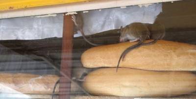 Хот-дог "по-лнрски": В Ровеньках вместе с хлебом продают живых мышей