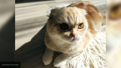 Ветврач прокомментировал заражение COVID-19 домашней кошки в Швейцарии