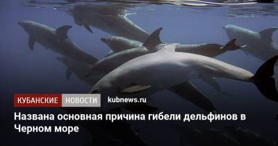 Названа основная причина гибели дельфинов в Черном море