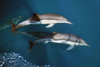 Опубликованы итоги проведенного при поддержке «Роснефти» исследования дельфинов