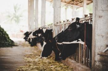 Почти 200 коров погибли от голода на ферме в Вологодском районе