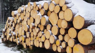 Москвич обвиняется в вырубке 860 га леса в Смоленской области