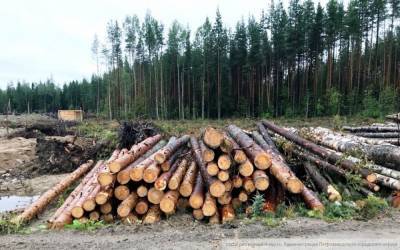 Москвич за восемь лет незаконно вырубил леса на 3,164 млрд рублей