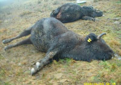 В Чехии током убило трех бизонов стоимостью 3 млн крон
