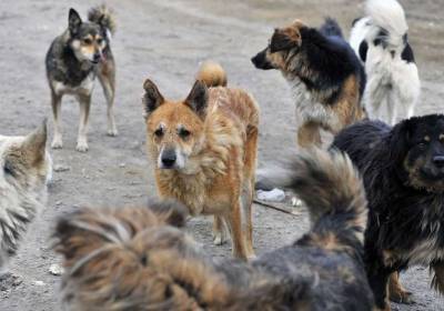 В Башкирии внезапно могут выпустить на улицы сотни бездомных собак