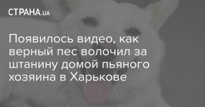 Появилось видео, как верный пес волочил за штанину домой пьяного хозяина в Харькове
