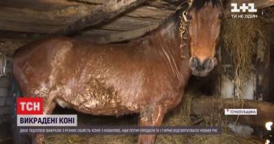 Чтобы роскошно отпраздновать Новый год, ученики на Тернопольщине украли лошадей: подробности