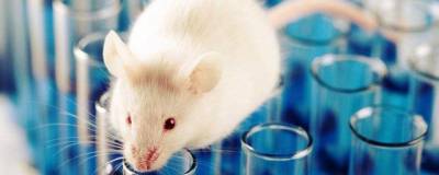 Японские биологи смогли частично омолодить стволовые клетки костного мозга мышей