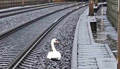В Германии 23 поезда задержали из-за скорбящего на путях лебедя