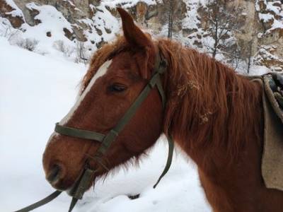 На развитие коневодства в Башкирии направили 110 млн рублей