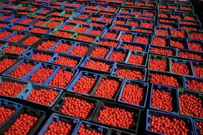 Россельхознадзор разрешил ввоз томатов из Азербайджана и Узбекистана
