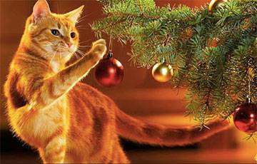 Ученые выяснили, как уберечь новогоднюю елку от кошки