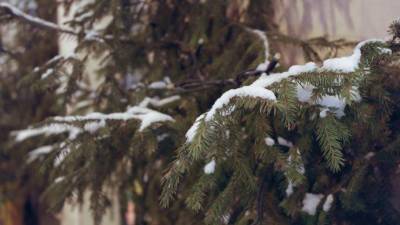 Погода в Петербурге 30 декабря сменит минус на плюс