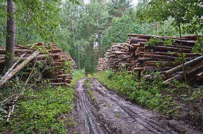 С 1 января контроль за оборотом древесины ужесточат в четырех регионах