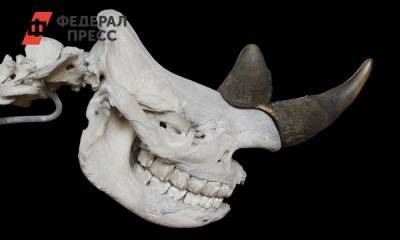 В Якутии нашли полностью сохранившегося уникального носорога ледникового периода