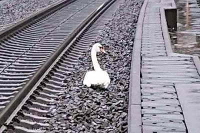 В Германии лебедь парализовал движение поездов