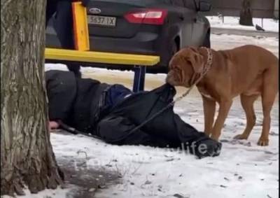 В Харькове собака не дала замерзнуть своему пьяному хозяину (ВИДЕО)