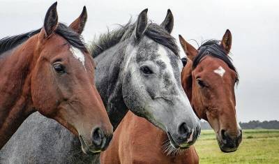 В Башкирии в 2020 году направили 110 миллионов рублей на развитие коневодства