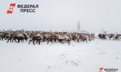 На Ямале оленям грозит голод из-за неустойчивой погоды