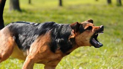 Причины агрессии у собак и способы ее предотвращения?