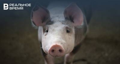 В Татарстане установили карантин из-за африканской чумы свиней
